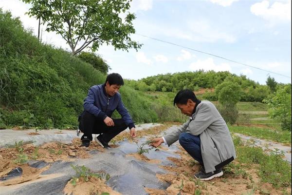 在田間地頭查看作物生長(zhǎng)情況.jpg