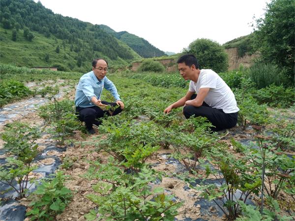 金凱（左）與隊員一起查看當歸長勢.jpg