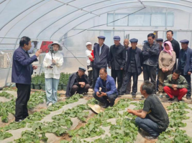慶陽(yáng)市黨外知識(shí)分子聯(lián)誼會(huì)農(nóng)業(yè)專家服務(wù)團(tuán)走進(jìn)田間地頭開展農(nóng)業(yè)技能培訓(xùn)565.png